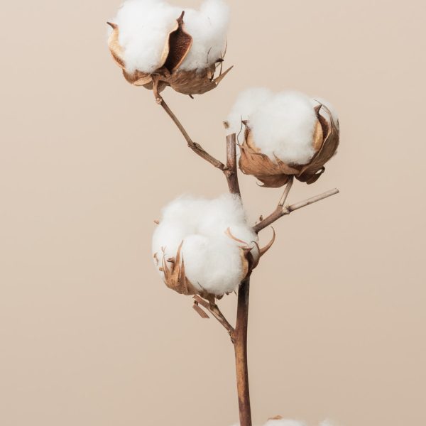 Trilogy è tra le aziende di tessuti ecosostenibili leader del mercato